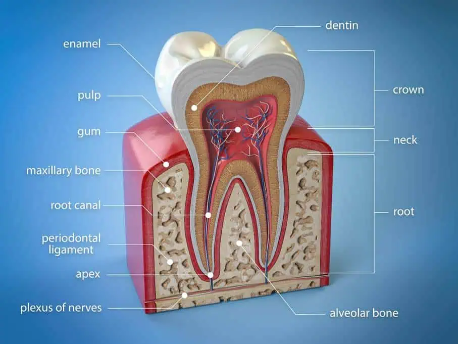 Querschnittsdiagramm eines menschlichen Zahns mit beschrifteten Teilen, einschließlich Schmelz, Dentin, Pulpa und Wurzelkanal - ideal für Endodontie-Studien. Der blaue Hintergrund hebt jede Struktur deutlich hervor.